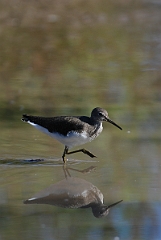 David Plant Photography - Wildlife Photographer - Green sandpiper - F